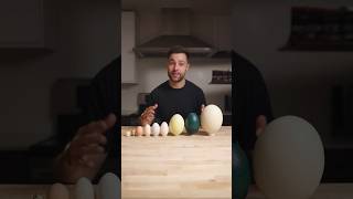 I Cooked the World’s CRAZIEST Eggs [upl. by Ydner698]