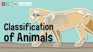 Classification of Animals [upl. by Aytnahs]