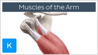 Muscles of the arm  Origin Insertion amp Innervation  Human Anatomy  Kenhub [upl. by Arob]