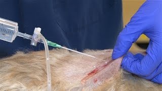 Veterinary Procedure  Proper Procedure for Bandaging [upl. by Dody]