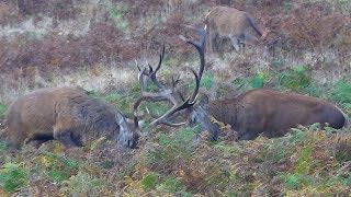 Red Deer Stags Fighting  Bradgate Park [upl. by Leblanc]