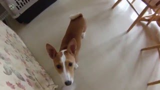 Basenji Baroo and Other Noises [upl. by Enyaj]