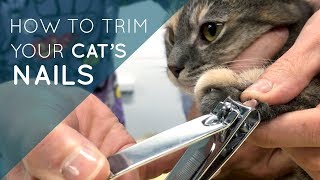 How to Trim Your Cats Nails [upl. by Melc]