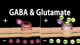 Neuroscience Basics GABA and Glutamate Animation [upl. by Ssac]