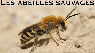 Les abeilles sauvages [upl. by Guthrie]