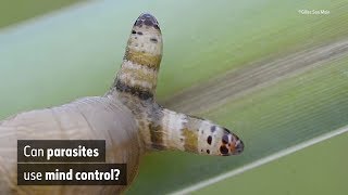 Can parasites use mind control  Natural History Museum [upl. by Heilman]