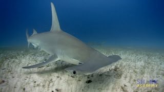 Great Hammerhead Sharks  SHARK ACADEMY [upl. by Roselba]