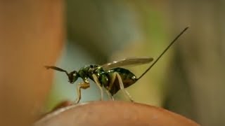 Life of Insects  Attenborough Life in the Undergrowth  BBC Earth [upl. by Aremahs]