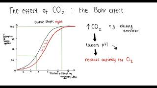 Haemoglobin oxygen dissociation curve Bohr effect adaptations  A Level Biology [upl. by Ettennor334]