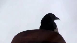 Magpie calls out [upl. by Claudetta]