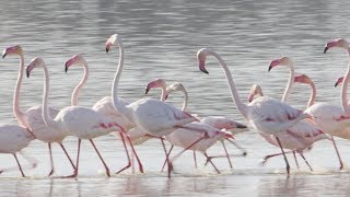 The Marching Flamingos of the Coto de Donana National Park Spain [upl. by Elleirua]