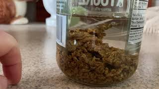 Making a propolis tincture for the first time  Part 1 [upl. by Hertz929]