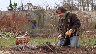 Comment tailler un rosier buisson au jardin   Truffaut [upl. by Anead138]