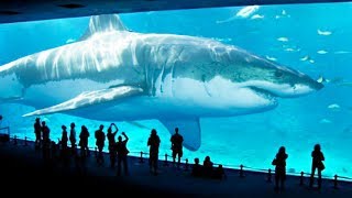 TOP 10 BIGGEST SHARKS IN THE WORLD [upl. by Hoshi]