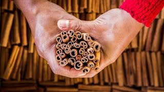 Cinnamon Harvesting Cassia in the Jungles of Sumatra [upl. by Everson]