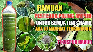 Pestisida Paling Ampuh Pukul KO Semua Jenis Hama Termasuk Tikus Kabur  Bahannya Ada Disekitar Kita [upl. by Pearlman]