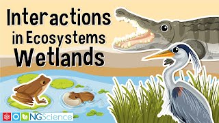 Interactions in Ecosystems – Wetlands [upl. by Robinson]