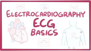 Electrocardiography ECGEKG  basics [upl. by Elkcim]