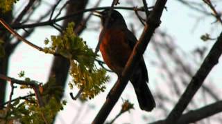 Robin calling mate [upl. by Hunter]