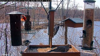 Whitebreasted Nuthatch With Amazing Display At Cornell Feeders – April 6 2020 [upl. by Eesdnil]