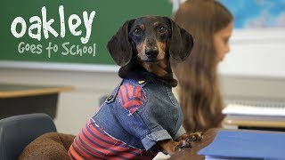 Ep 10 OAKLEY GOES TO SCHOOL  Cute Dog Video School Day [upl. by Ytoc540]