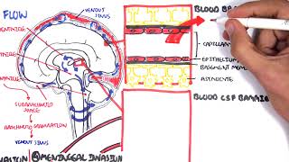 Bacterial Meningitis Pathophysiology [upl. by Hyacinthie909]