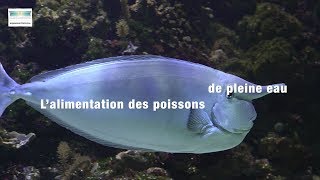 L’alimentation des poissons de pleine eau [upl. by Odnomor464]