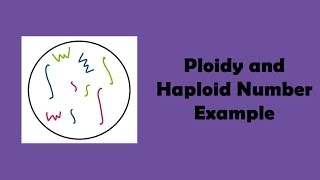 Ploidy and Haploid Number Example [upl. by Katuscha390]