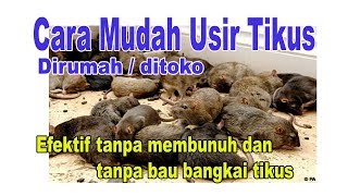 Cara Usir Tikus Ditoko dirumah mudah  murah efektif berhasil [upl. by Vrablik]