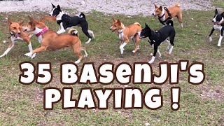 35 Basenji’s Playing  South Florida Basenji Meetup [upl. by Nelak]