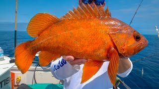 DEEP Sea California Rockfish Catch Clean Cook [upl. by Annoyk12]