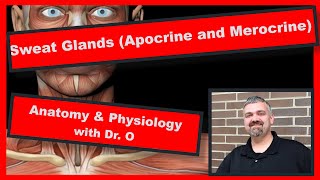 Apocrine and Merocrine Sweat Glands Anatomy and Physiology [upl. by Treble849]