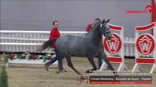 COLUMBUS Z Zangersheide stallion by Cornet Obolensky wwwequineevolutioncom [upl. by Ycnan]