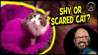 THE Key to Helping Your Shy or Scared Cat [upl. by Eustatius]