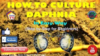 HOW TO CULTURE DAPHNIA In Easy Way [upl. by Adabel256]