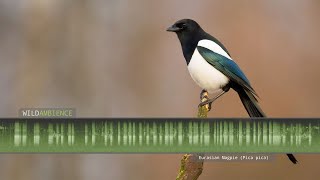 Eurasian Magpie Call amp Sounds [upl. by Tatiania]