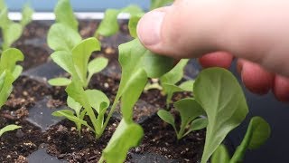 How to Grow Lettuce From Seed Indoors amp Harvest in One Month  LucasGrowsBest [upl. by Starbuck582]