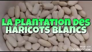 La Plantation des Haricots blancs [upl. by Susejedesoj26]