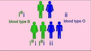 GENETICS 1 INHERITANCE OF BLOOD TYPE [upl. by Trebled]