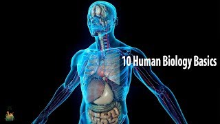 10 Human Biology Basics Everyone Should Know [upl. by Gaidano]