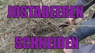 Jostabeerenschnitt  Wie schneide ich Jostabeeren [upl. by Etterrag]