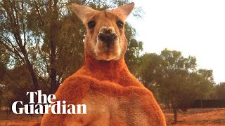 Remembering Roger the ripped kangaroo [upl. by Dene]