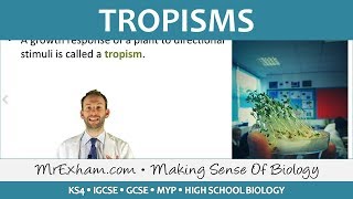 Coordination and Response  Plants  Tropisms  GCSE Biology 91 [upl. by Torras800]