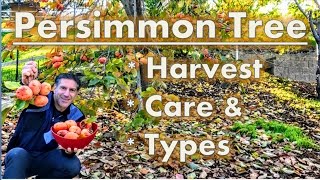 Persimmon Tree Harvest  Care  Varieties [upl. by Korman117]