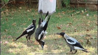 Australian Magpies Hanging Around  Part 1 [upl. by Cleve]