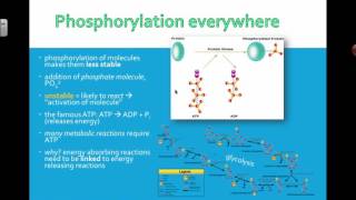 Phosphorylation 2016 IB Biology [upl. by Coucher398]