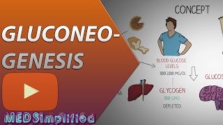 Gluconeogenesis Pathway Made Simple  BIOCHEMISTERY [upl. by Higginson837]