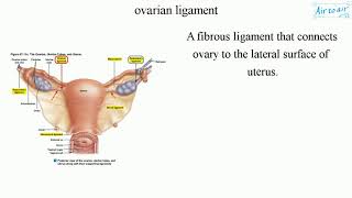 ovarian ligament [upl. by Odlaumor947]