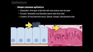 Epithelium [upl. by Asiat]