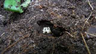 Earwigs and Baby Earwigs [upl. by Rowell945]